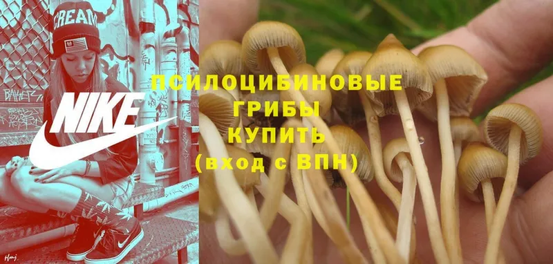 купить закладку  Пудож  Галлюциногенные грибы Psilocybe 